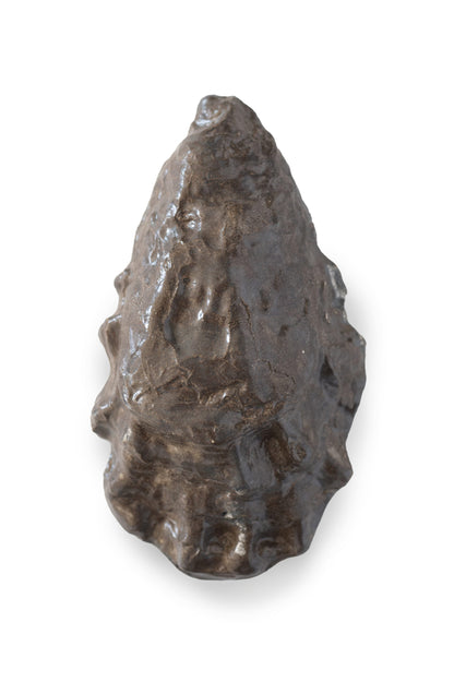 Ostrica